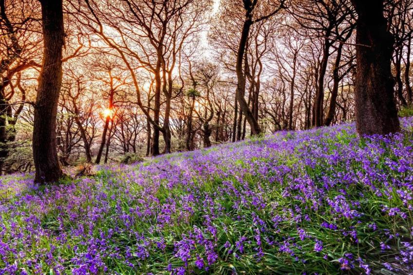 Netley Hall - Rose - foto 27