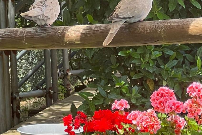 Bauernhauswohnung mit großer Terrasse - foto 12