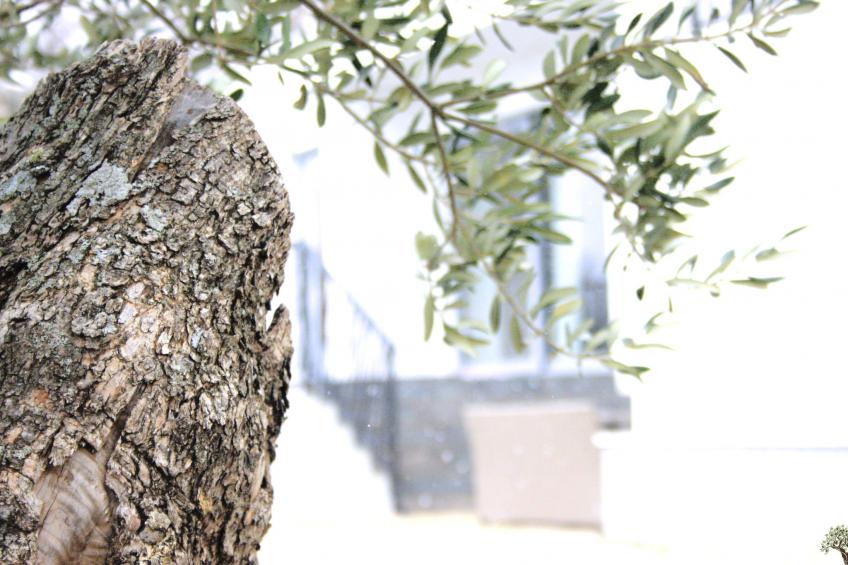 La Finca OliveTree - foto 38