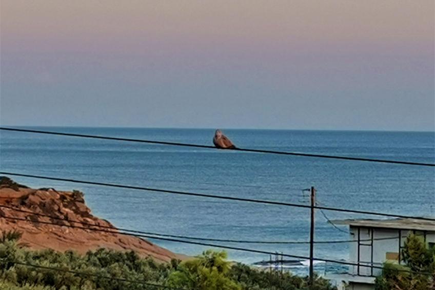 Wohnung mit Gartenblick, Kreta, Ierapetra - foto 33
