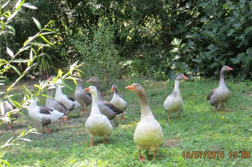Maison du Moulin in Bauernhof - foto 50