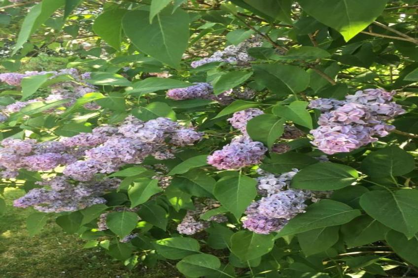 Hausboot in Zehdenick - foto 33