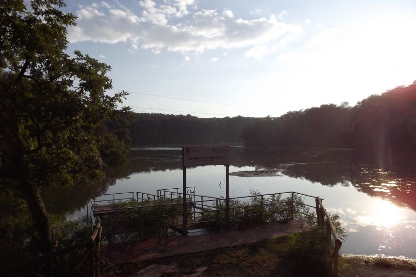 Flache Kornblume - foto 37