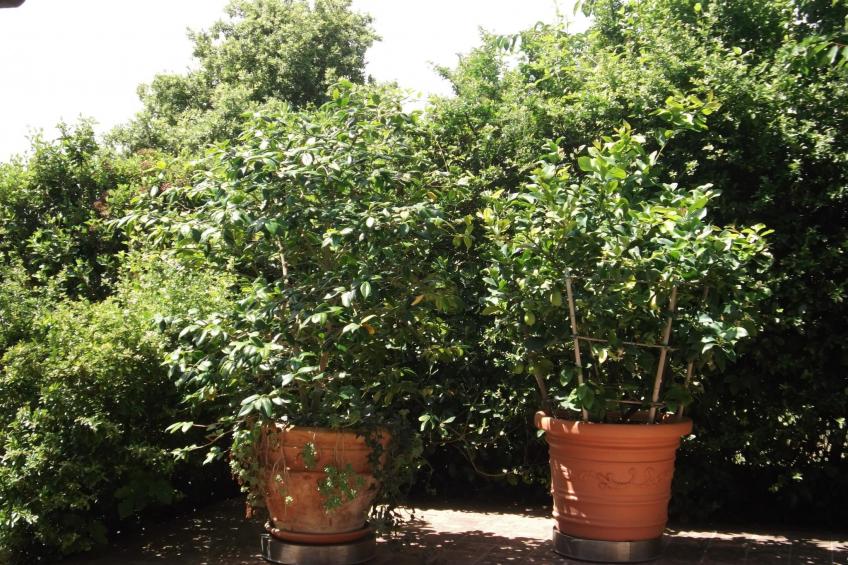 Das Olivenhaus - foto 9