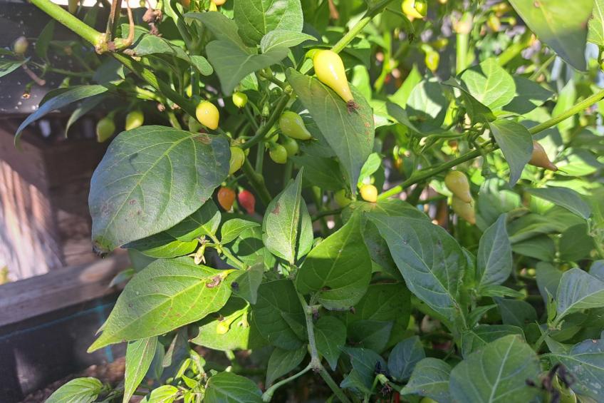 Appartement 2 - foto 67