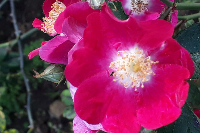 Quinta D'Avó Amélia, wunderschönes Landhaus zwischen den Bergen und dem Meer - foto 45