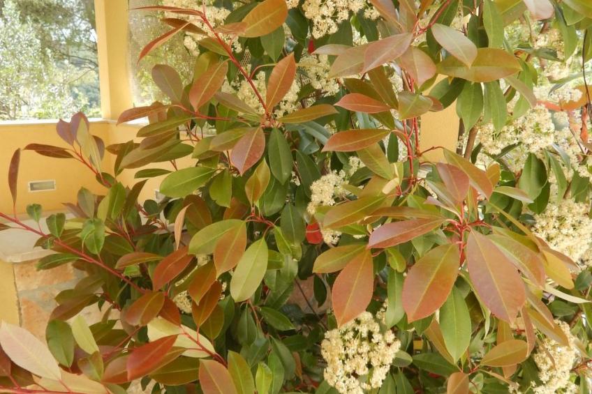 für 4 Personen ca. 60 m² in Milna auf Brac, Adriaküste Kroatien (Kroatisch - foto 37