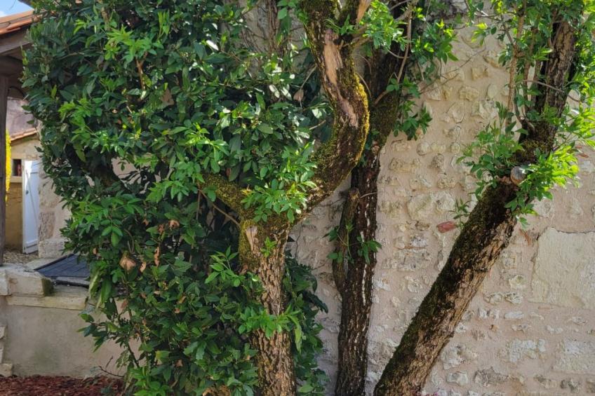 Domaine des Prairies de Latry - foto 10