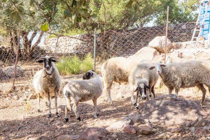 Assos Sivrice Gästehaus - foto 13