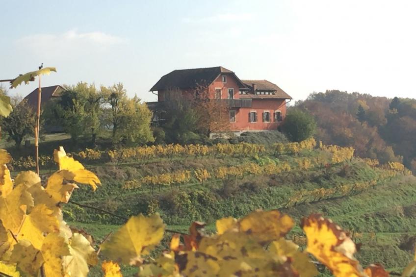 für 8 Personen  + 4 Kinder ca. 200 m² in Ptuj, Untersteiermark (Drau Slowe - foto 31