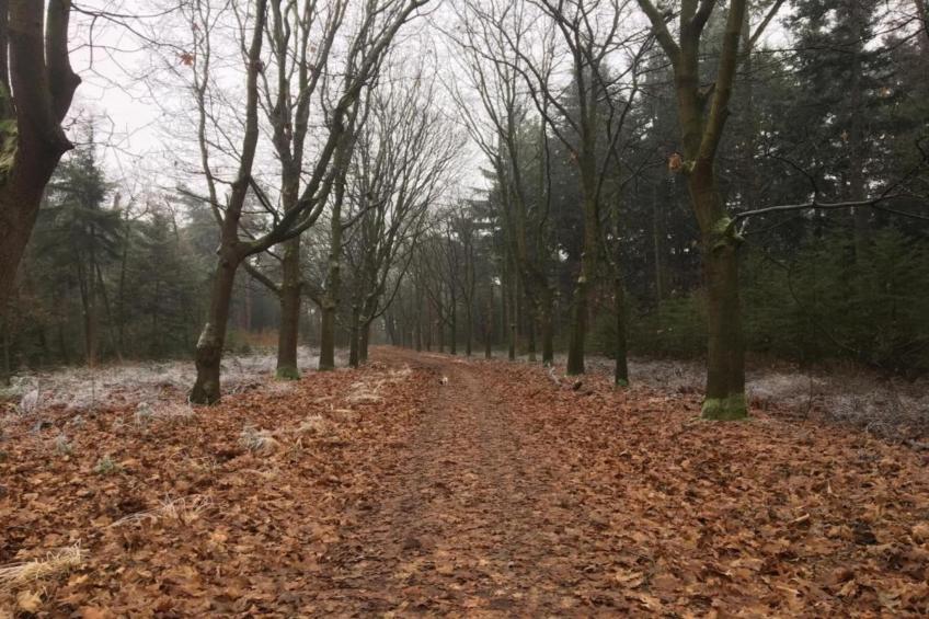 De Riesten - foto 33