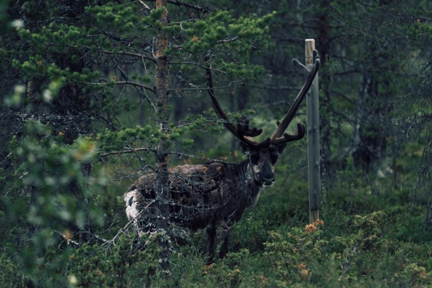 Tännäskröket Renen 6A - foto 35