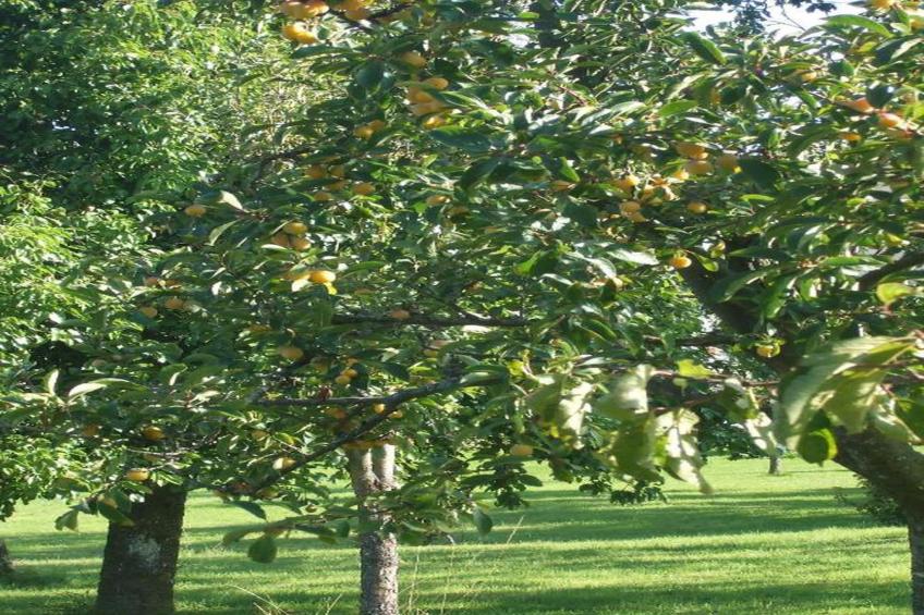 Wooden chalet - foto 21