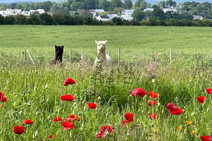 Joli Gite de vacances à Neulliac - foto 24