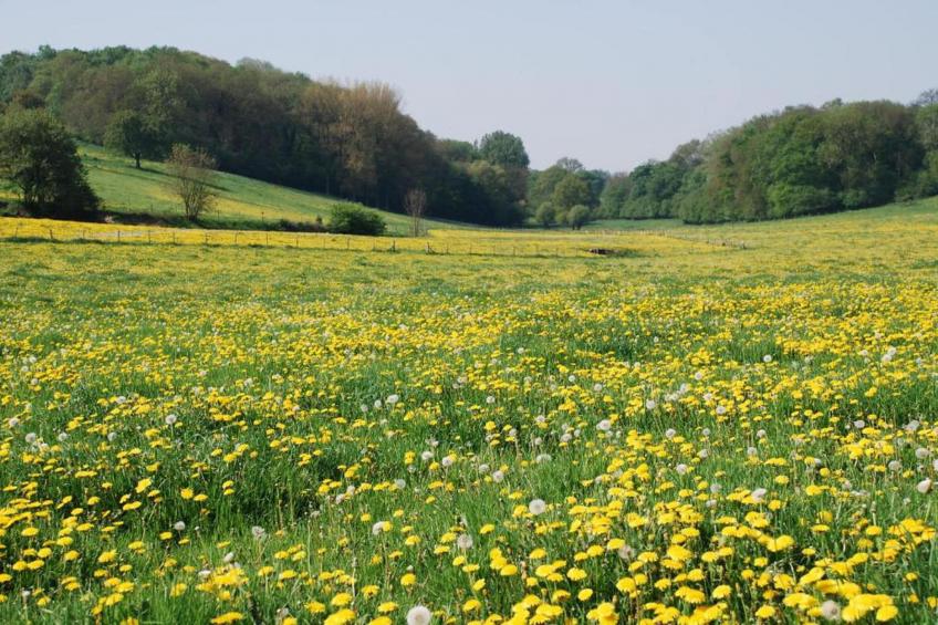 Resort Gulpen 1 - foto 25