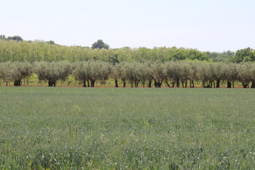 Villa Neela / HR-11039-01 - foto 3