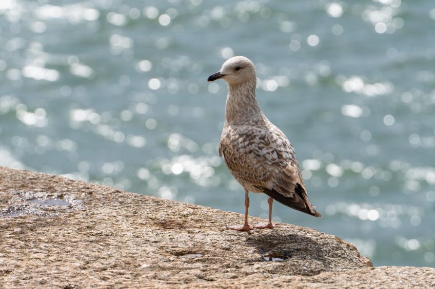 The Hideaway - foto 39