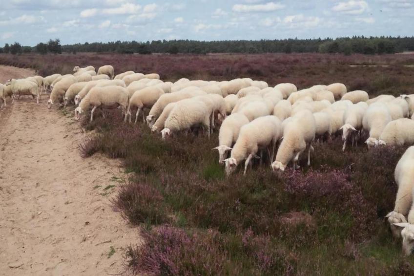 Landgoed De IJsvogel 8 - foto 34