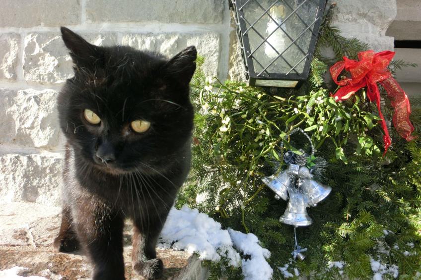 Eulenrast in Loich - foto 11