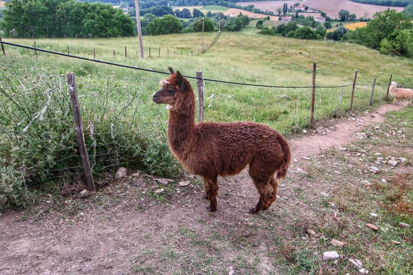 Alpaca - foto 38