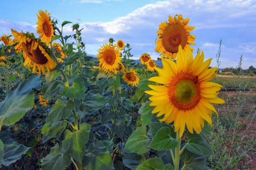 Les 4 Soleils - foto 22