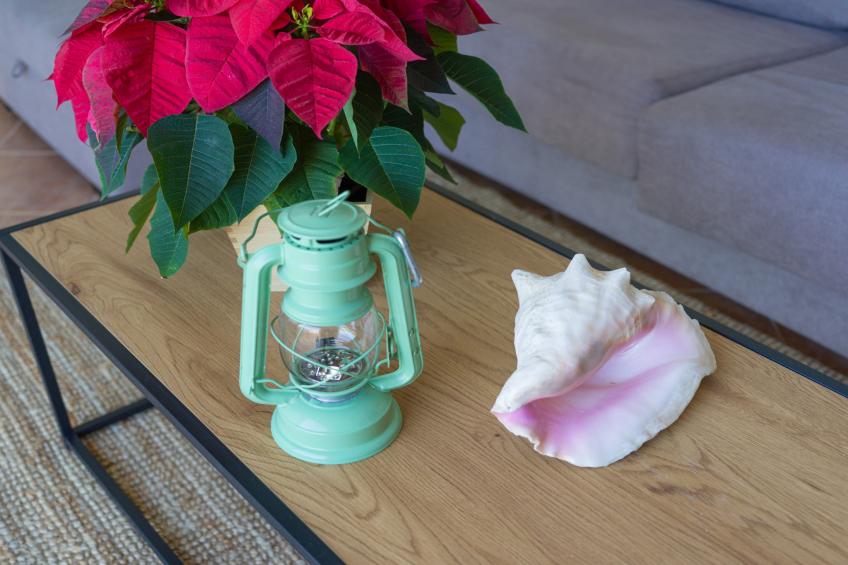 Tufia Marine Life by Canariasgetaway - foto 19