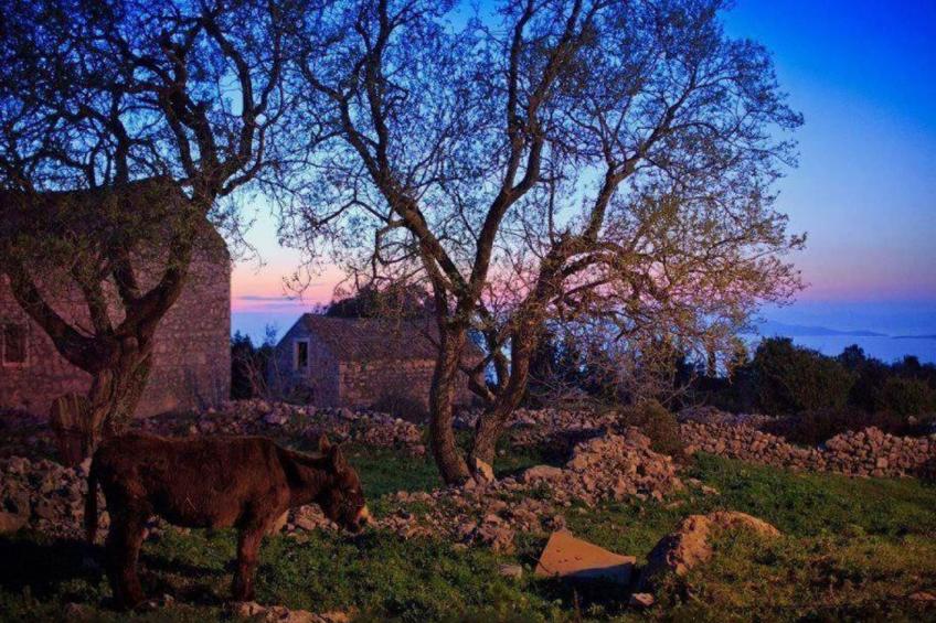 Haus Jakov direkt am Meer - Insel Hvar - foto 50