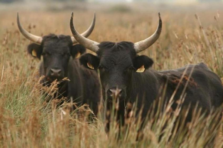 Cap Camargue A N 14 - 2P4 - foto 15