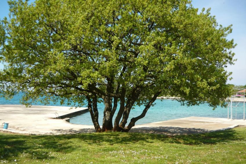 Wohnung Claire Istrien Croazi - foto 33