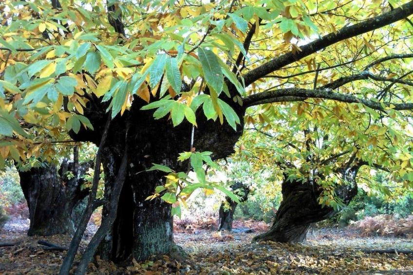 Ländliches Haus Medulas 3 Belegung für 4 6 PAX - foto 5