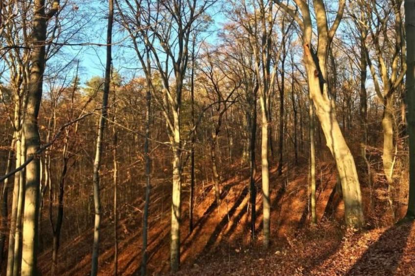 Fewo Natur und Kunst - foto 47