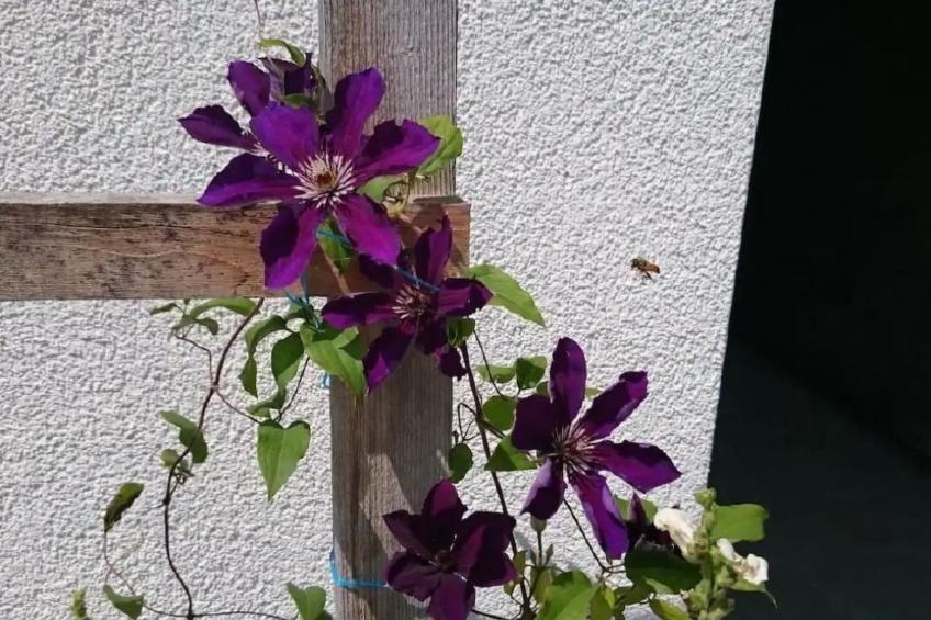 Wellness Oase - foto 27