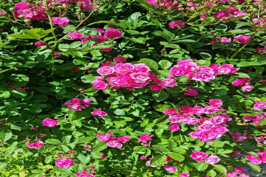 Holiday Home Paunovaca - Two Bedroom Holiday Home - foto 19