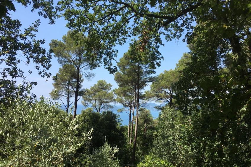 Zypressen, ein Haus im Wald an der ligurischen Riviera - foto 38