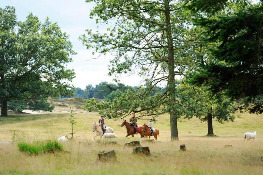 RCN Vakantiepark de Roggeberg 10 - foto 37