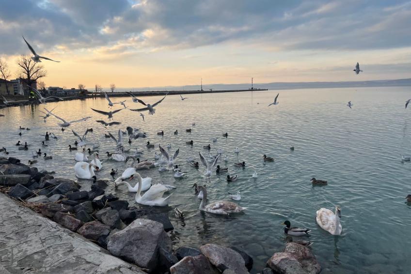 Dorina Wellness in Siofok - foto 13