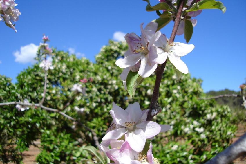 Villa Can Toni mit Schwimmbad - foto 42