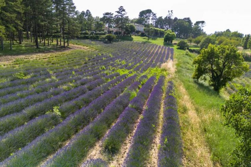 Bastide De L'esclat - Piscine - Champs De Lavandes - foto 34