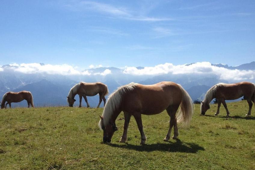 Fewo Alpspitze - foto 27
