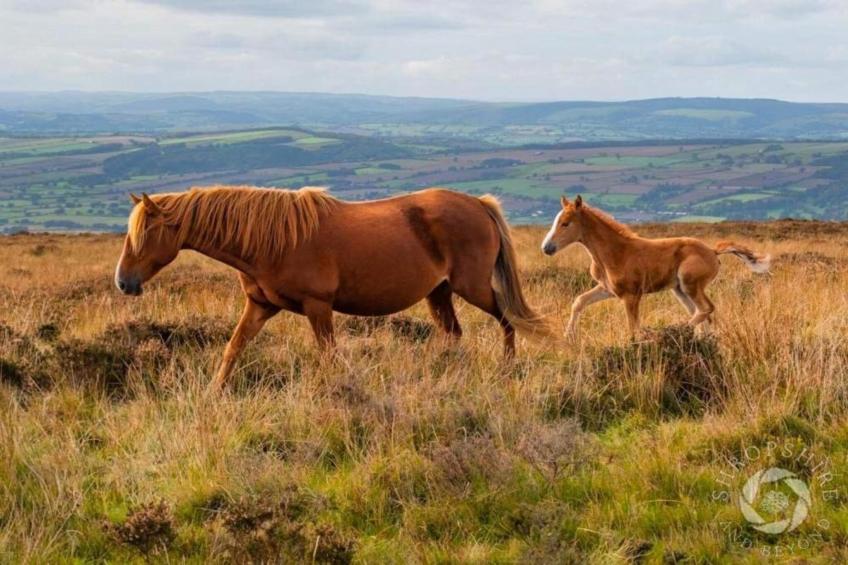 Netley Hall - Rose - foto 37