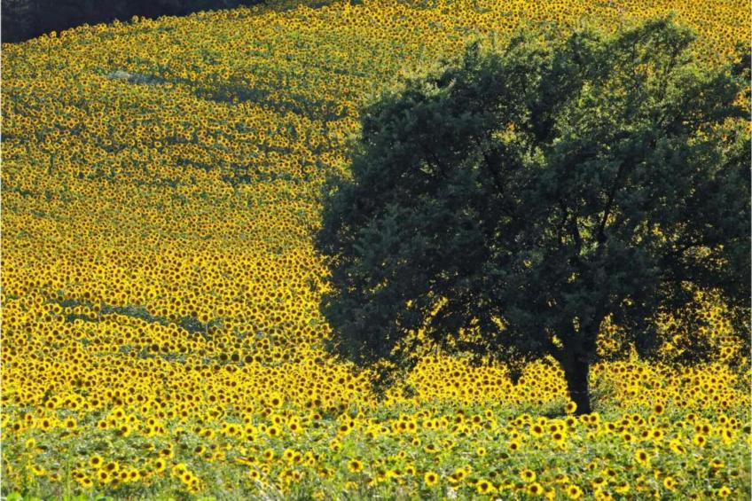 Casa do sol - foto 27