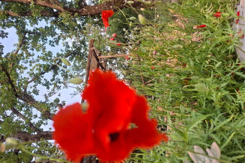 Bauernhauswohnung mit großer Terrasse - foto 22
