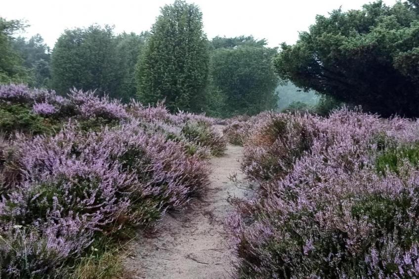 De Drentsche Patrijs - foto 35