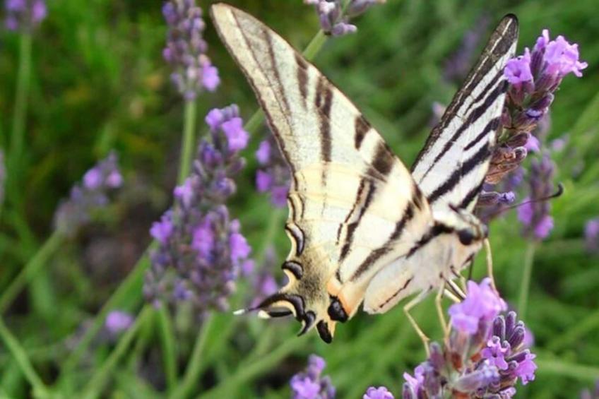 Les Messugues, Mas Provençal Typique Avec Piscine Partagée, Nature, Calme - foto 14