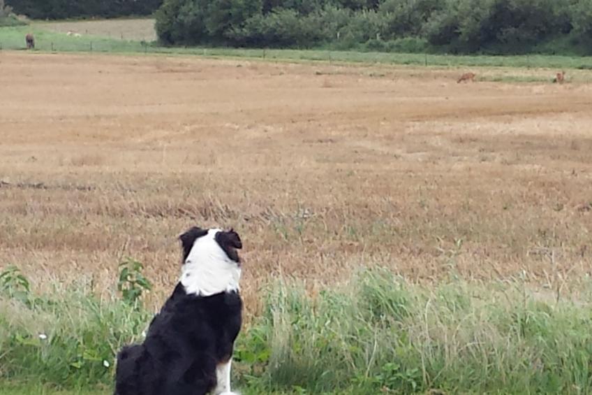 Schwalbennest - foto 45