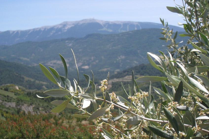 mit Panoramablick auf den Mont Ventoux - foto 17