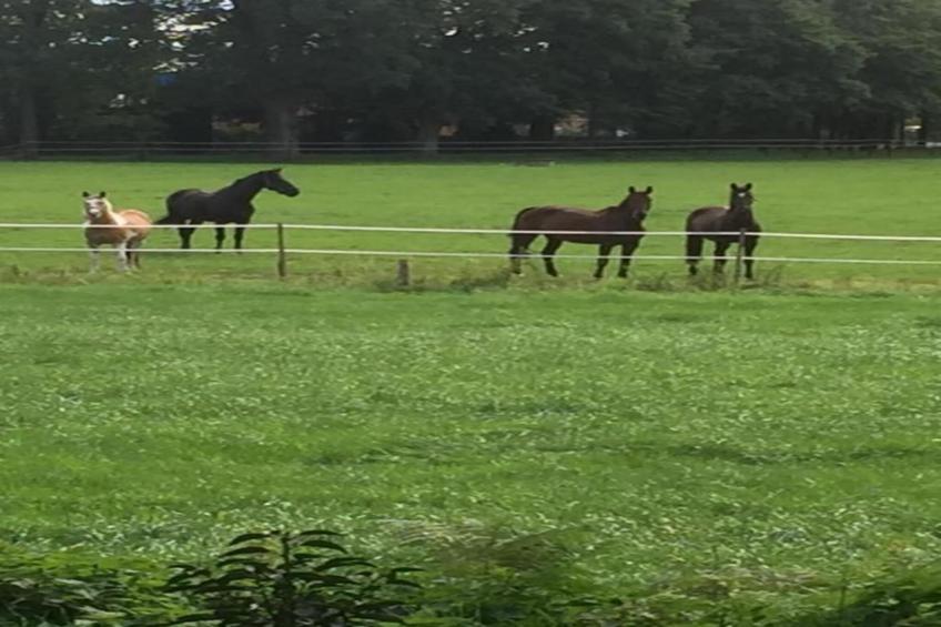 Ferienresort Bad Bentheim - foto 24