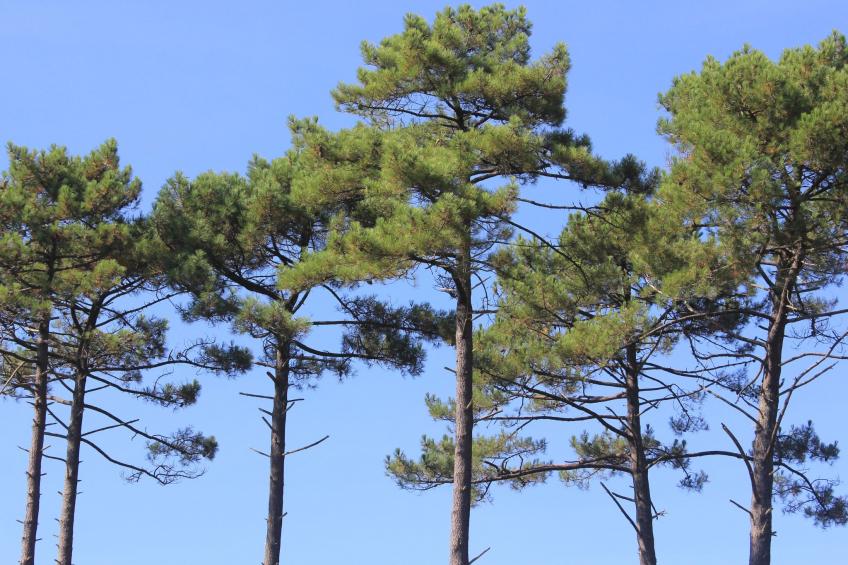 Villa "La Belle Vie" - foto 12