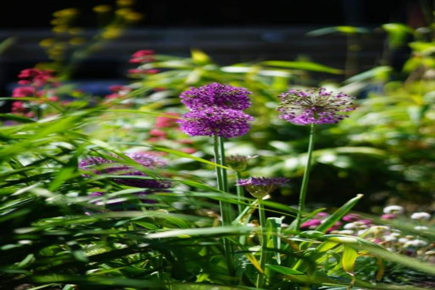 Residentie Californië - foto 28