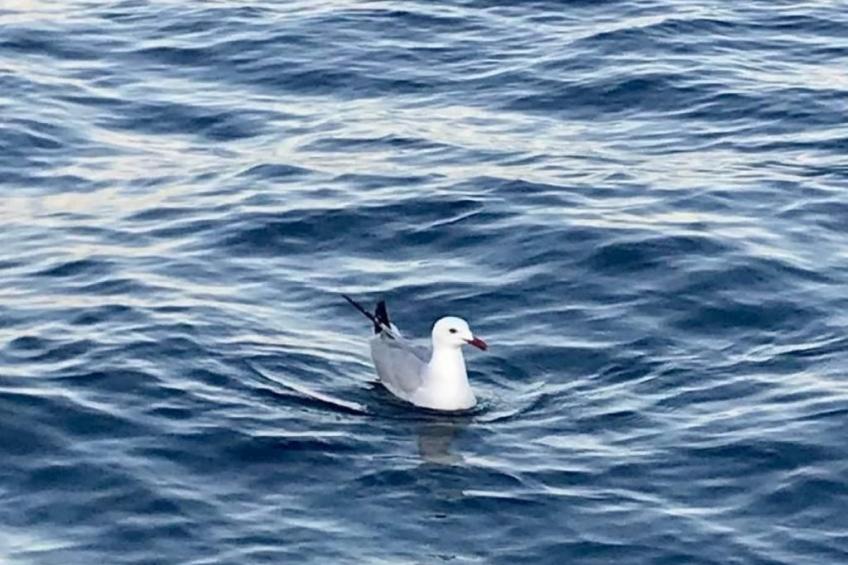 Villa mit privatem Pool - foto 45